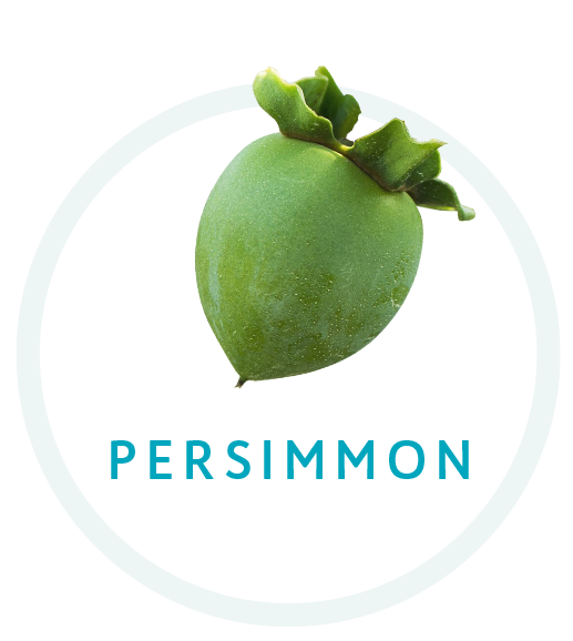 PERSIMMON